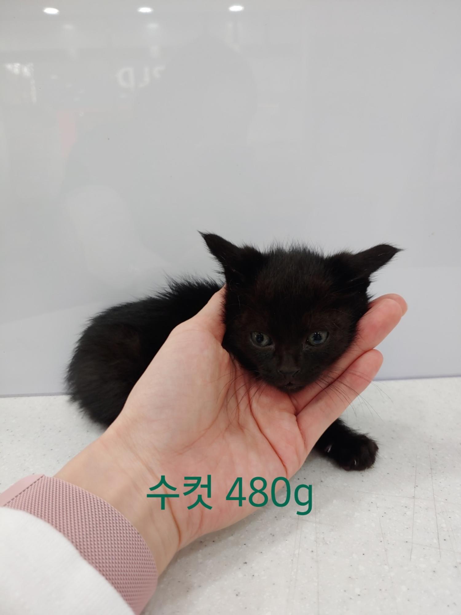 사랑동물병원_431370202301245